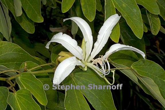 bauhinia forficata 1 graphic